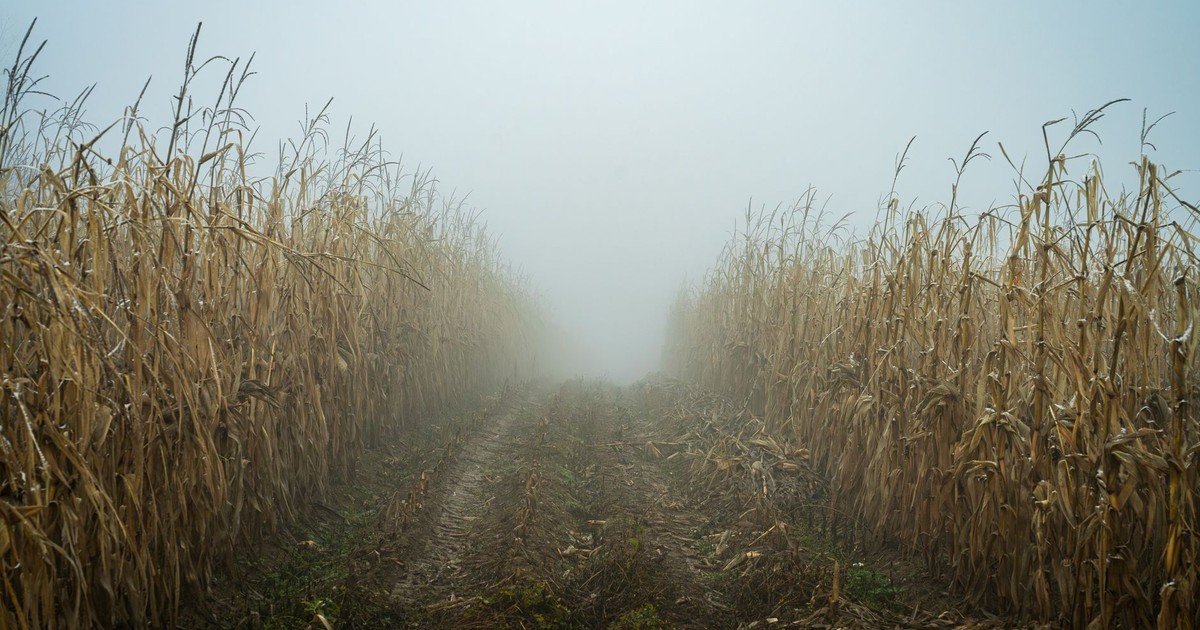 A misty autumn morning in a cornfield, featuring a path disappearing into the fog.