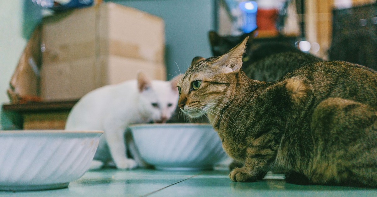 Close-up of three domestic cats eating indoors, with focused expressions and vibrant fur.