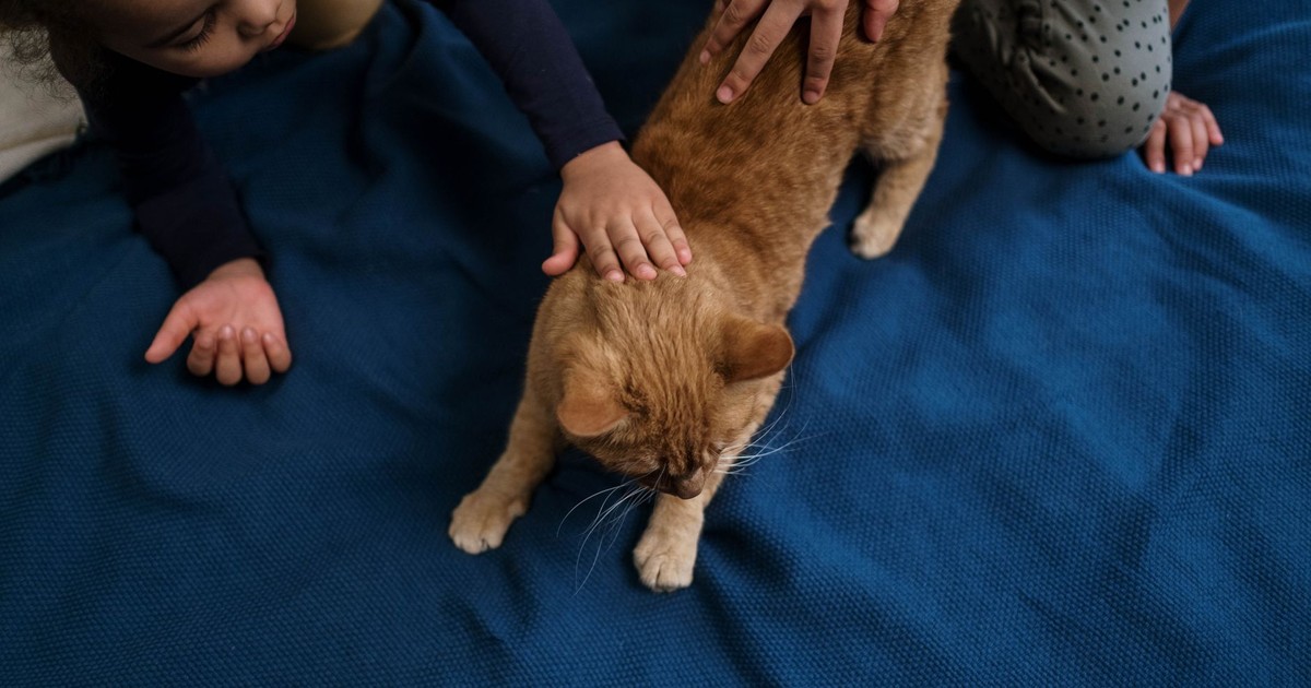 A child gently petting a ginger cat indoors, fostering affection and friendship.