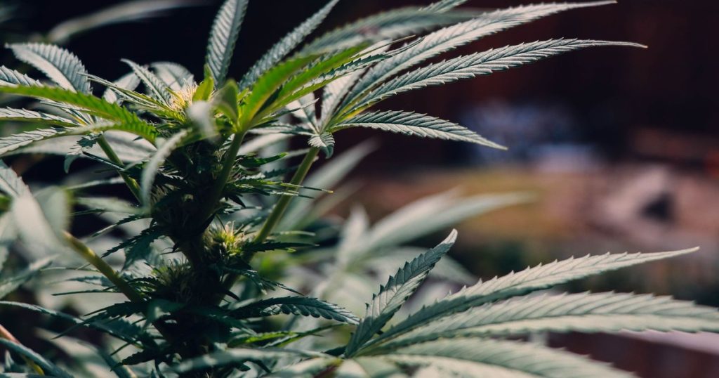 2 Cannabis Compounds May Be the Secret to Help Millions With Fatty Liver Disease, Scientists Say - Featured image