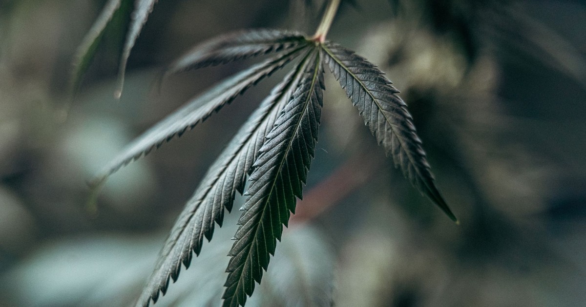 Detailed image of a cannabis leaf with soft focus background, highlighting texture and growth.
