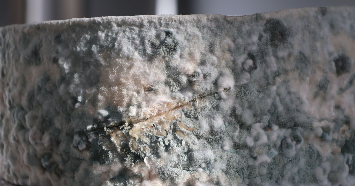 Detailed close-up showing blue mold growth on cheese surface, showcasing unique texture.