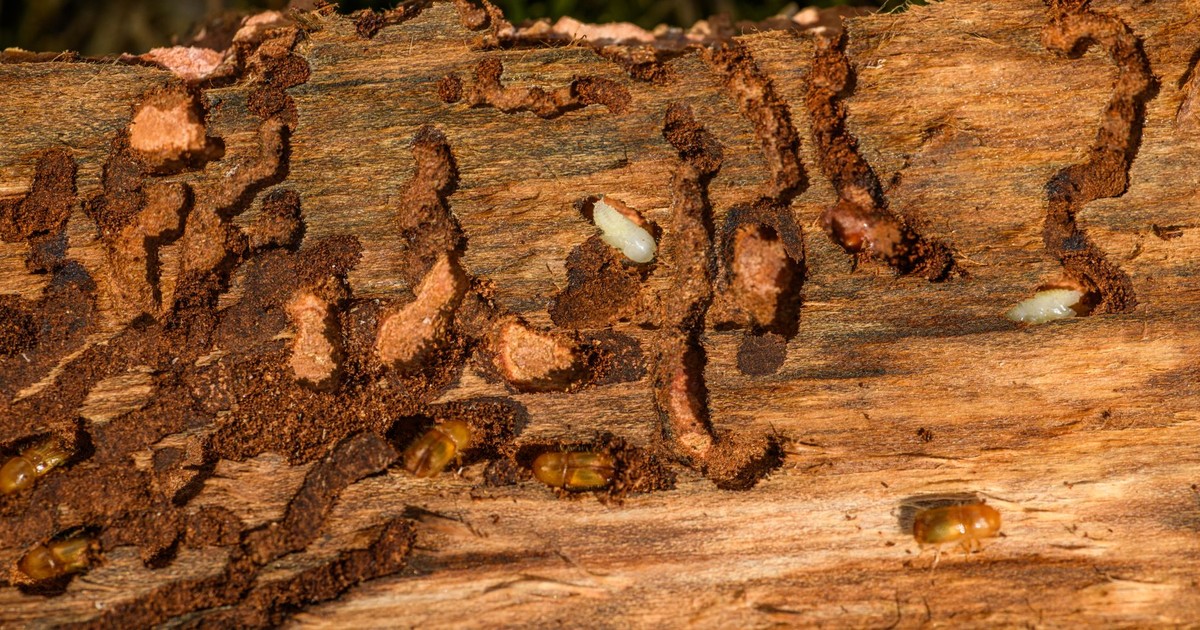 Detailed close-up of tree bark showing woodworm infestation and damage.