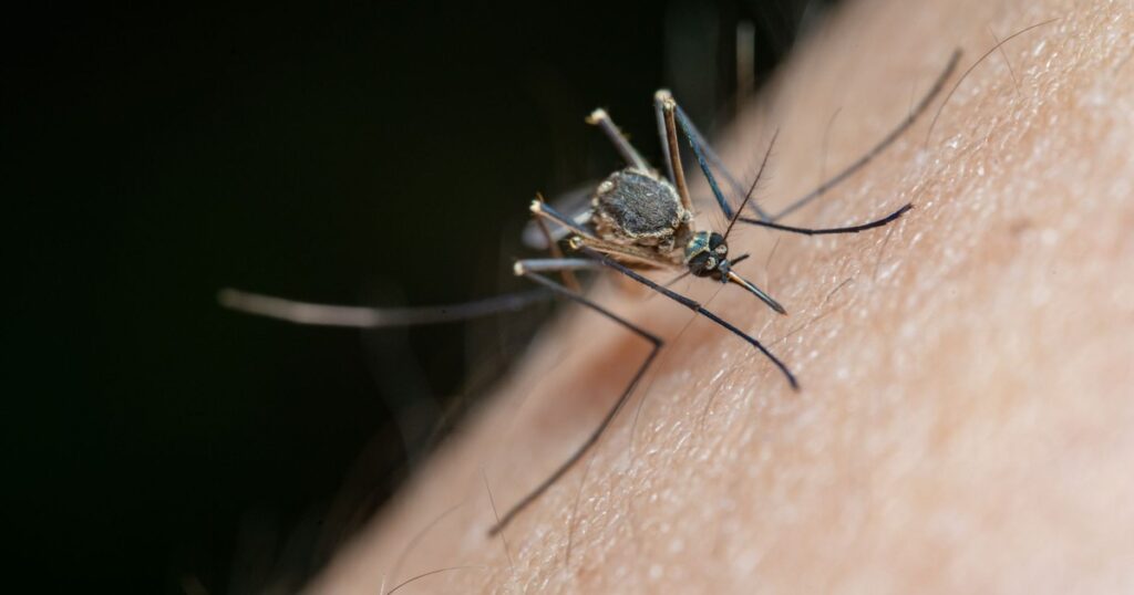 5 Home Tricks That Actually Stop Mosquitoes From Feasting on You - Featured image
