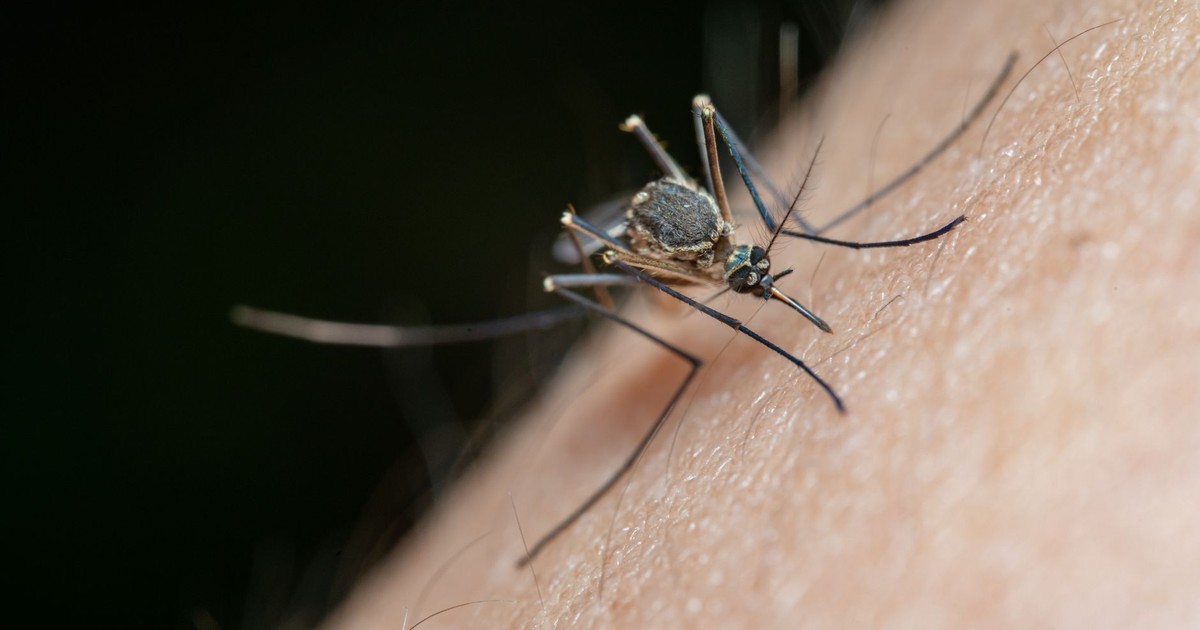 5 Home Tricks That Actually Stop Mosquitoes From Feasting on You