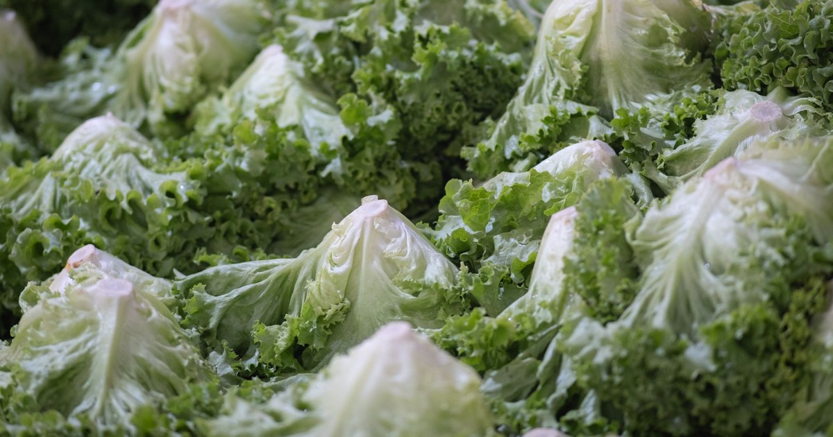 Close-up of fresh iceberg lettuce heads at Bornova market in İzmir, Türkiye.