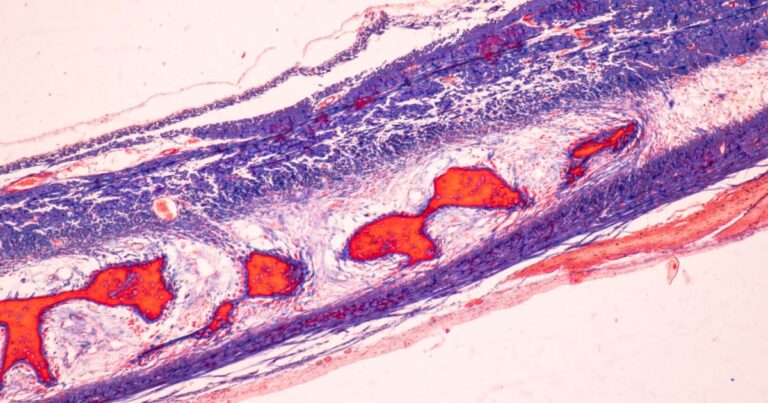Scientists Found a Fat-Burning Switch Hidden Inside Every Cell - Featured image
