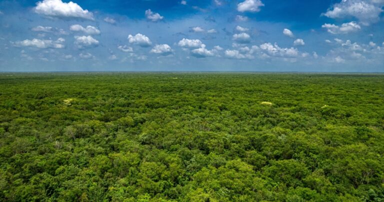 A Lost Maya City Just Emerged From Mexico’s Jungle — And It’s Untouched - Featured image