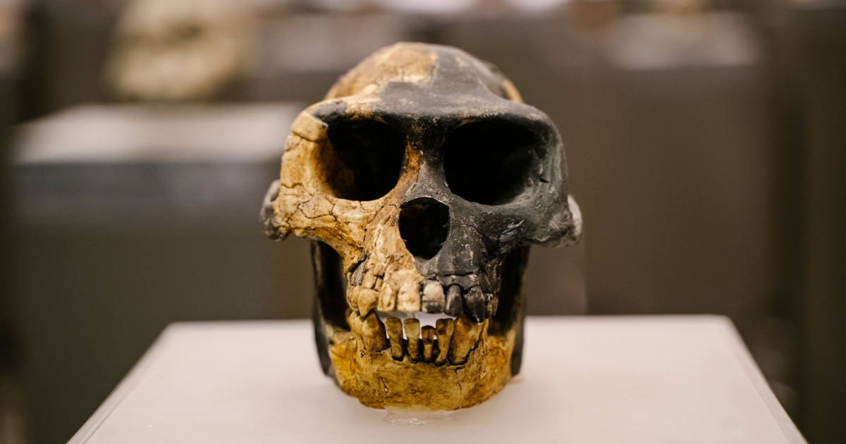 The 4.4-Million-Year-Old Skeleton Rewriting Human Evolution
