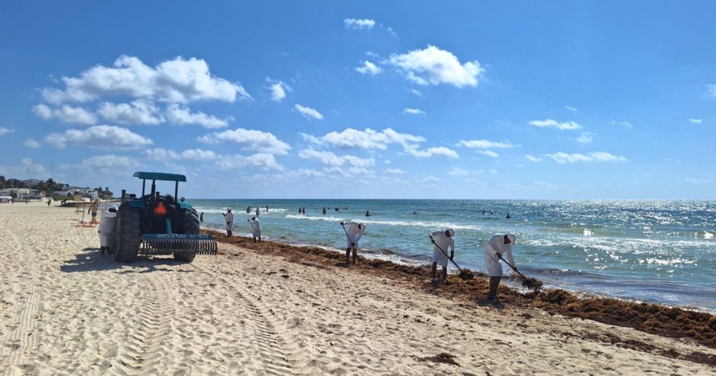Playa del Carmen, QR, Mexico - April 18, 2026: Workers and a tractor are removing sargassum from the beach, to make it usable for tourists.