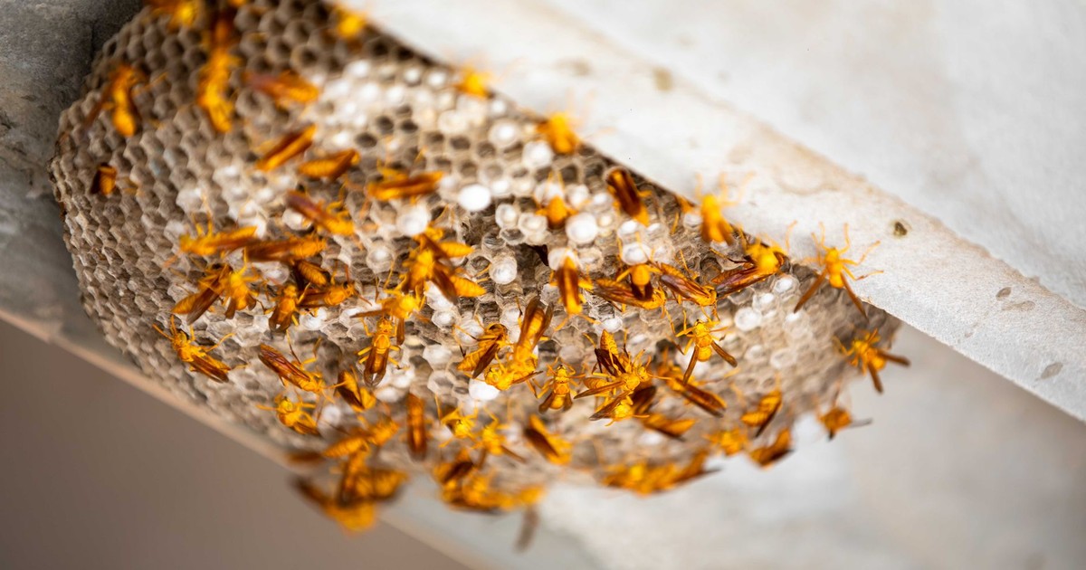Detailed close-up of a thriving paper wasp nest under a structure, showcasing vivid yellow wasps.
