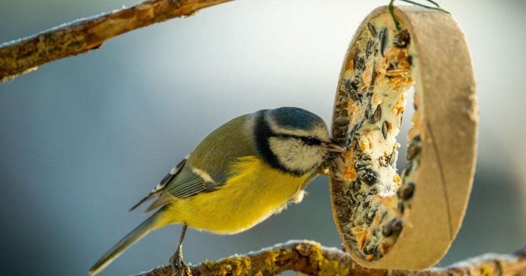 Close-up of a blue tit enjoying seeds on a DIY feeder, symbolizing nature's beauty.