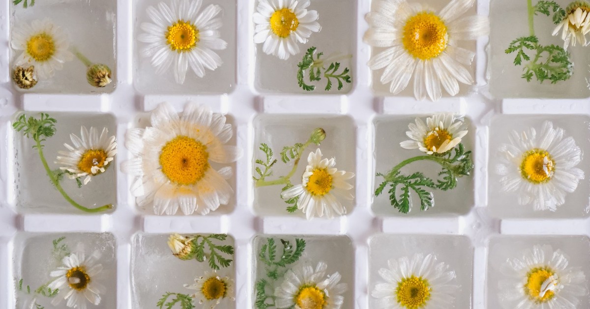 Beautiful arrangement of chamomile flowers frozen in ice cubes, creating a natural and artistic still life.
