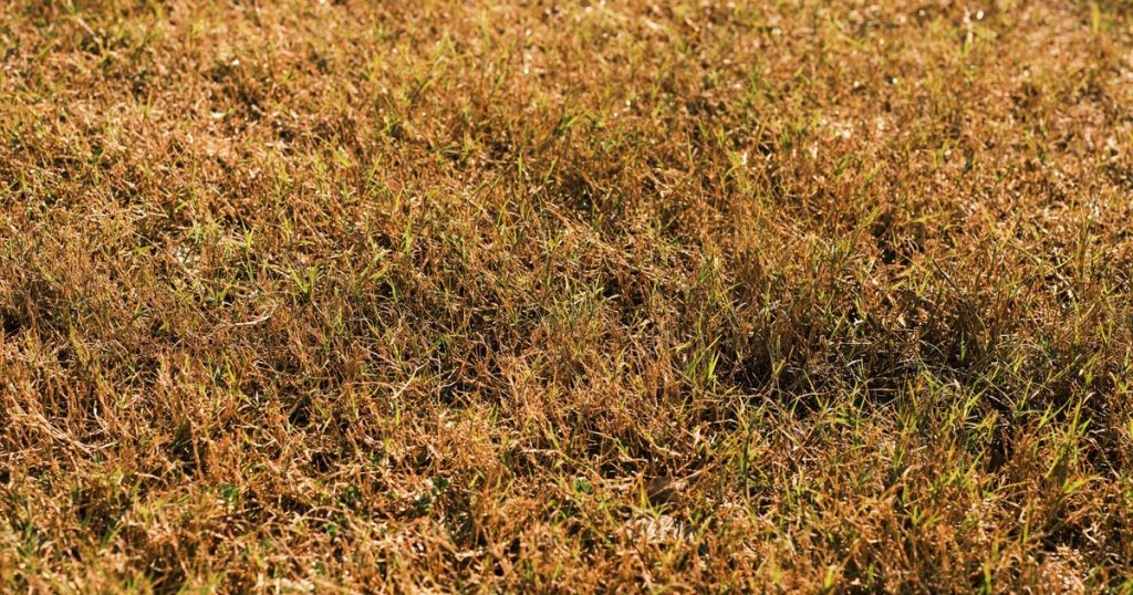 7 Real Reasons Your Lawn Is Turning Brown (Even With Regular Watering) - Featured image