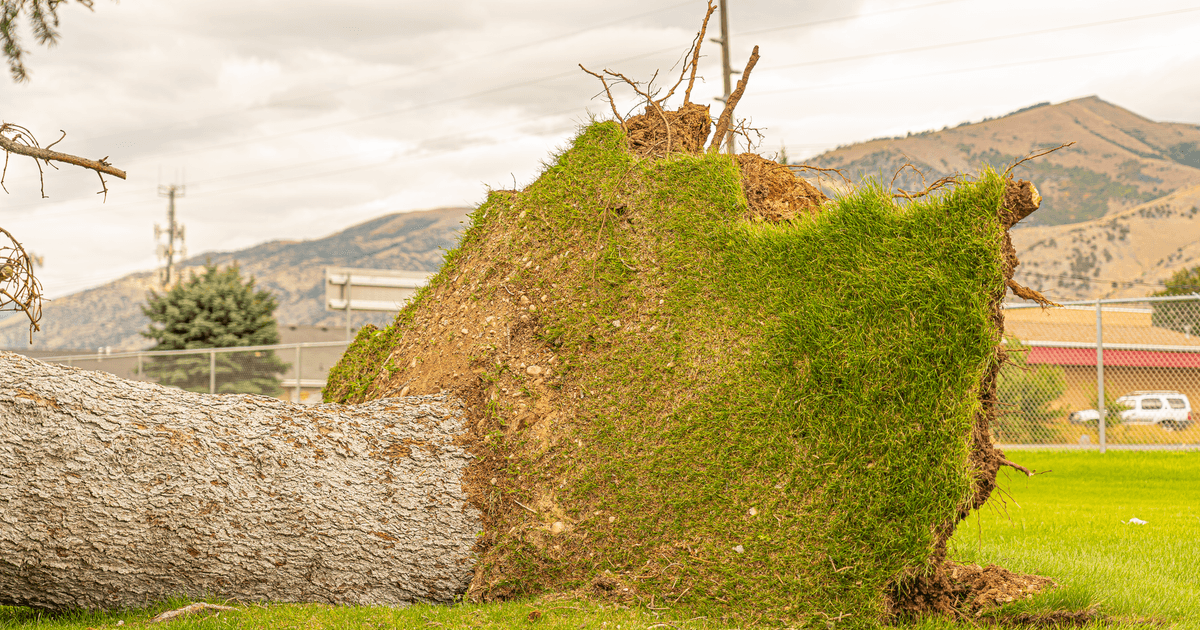 A fallen tree with exposed roots in a lush green field under cloudy skies in Hyrum, Utah.