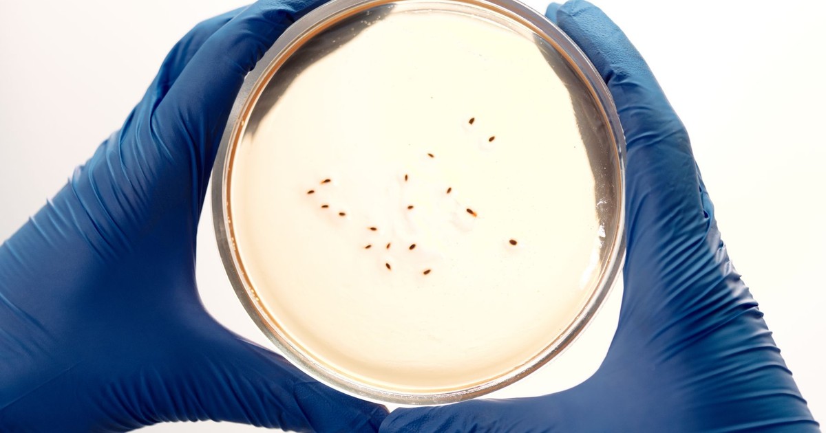 Bryan Johnson ‘Cloned Himself’ After Incurable Disease Diagnosis — Here’s What That Actually Means
