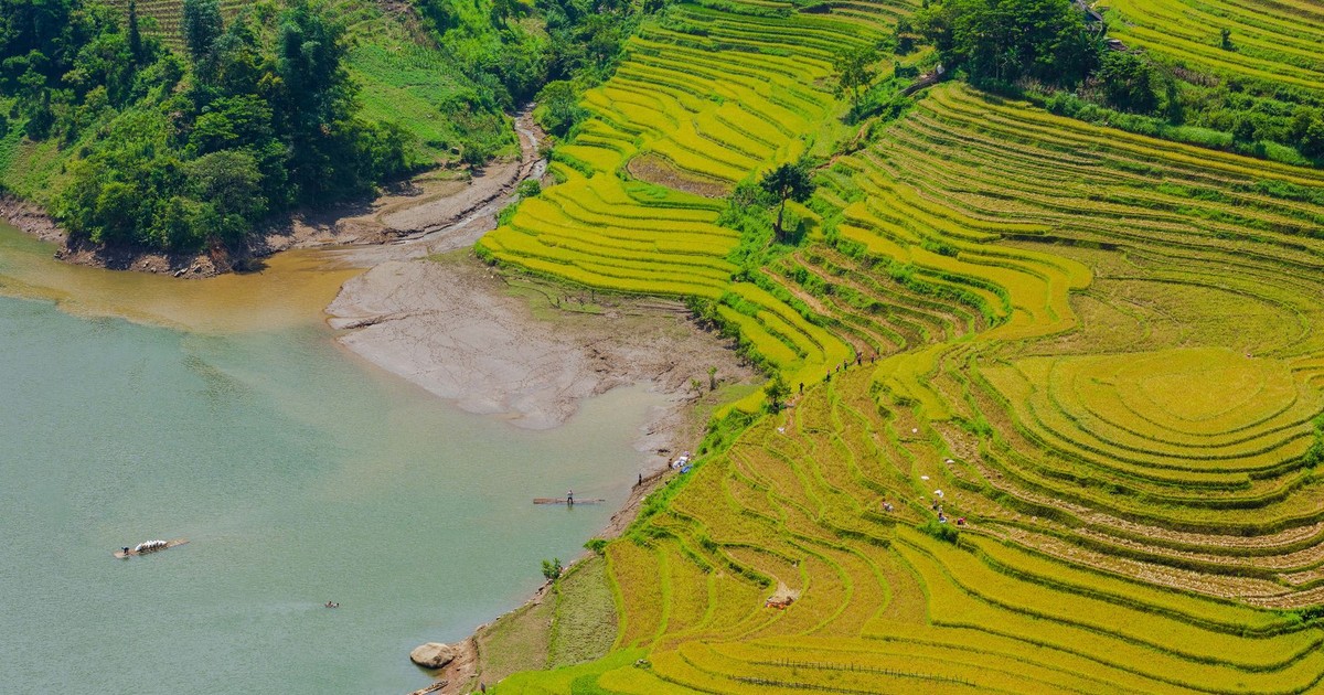 Beautiful terraced rice fields meet a tranquil river, showcasing nature's harmony and agricultural artistry.