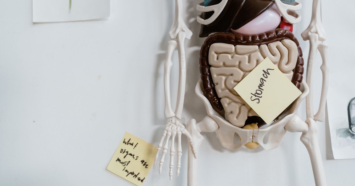 Close-up of anatomical model with sticky notes highlighting the stomach and other parts.