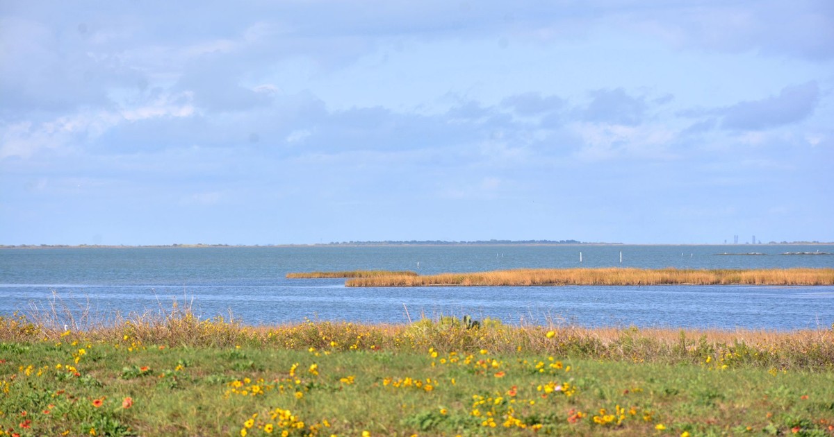 Explore the scenic beauty of Galveston Bay, Texas, with its vibrant wildflowers and clear blue skies.