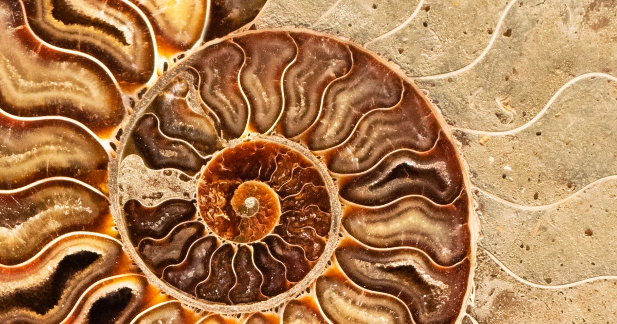 Detailed view of a fossilized ammonite shell showcasing intricate spiral patterns and textures.