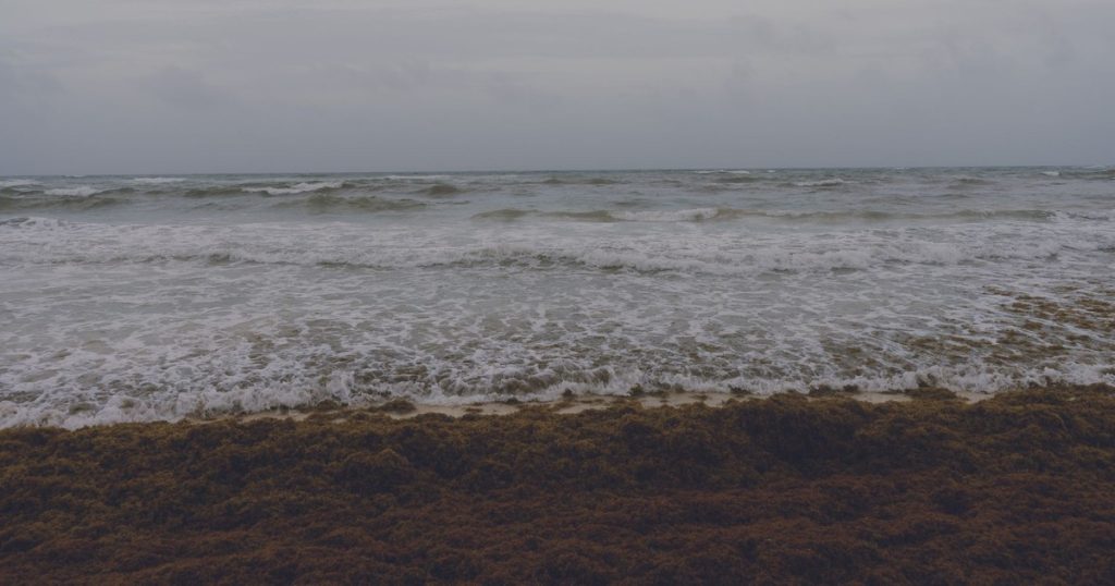 The Atlantic Brown Ribbon Is Breaking Records — and It’s More Dangerous Than You Think - Featured image