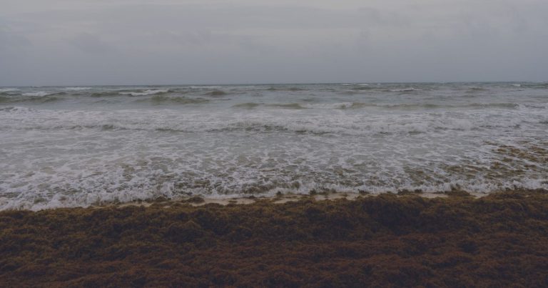 The Atlantic Brown Ribbon Is Breaking Records — and It’s More Dangerous Than You Think - Featured image
