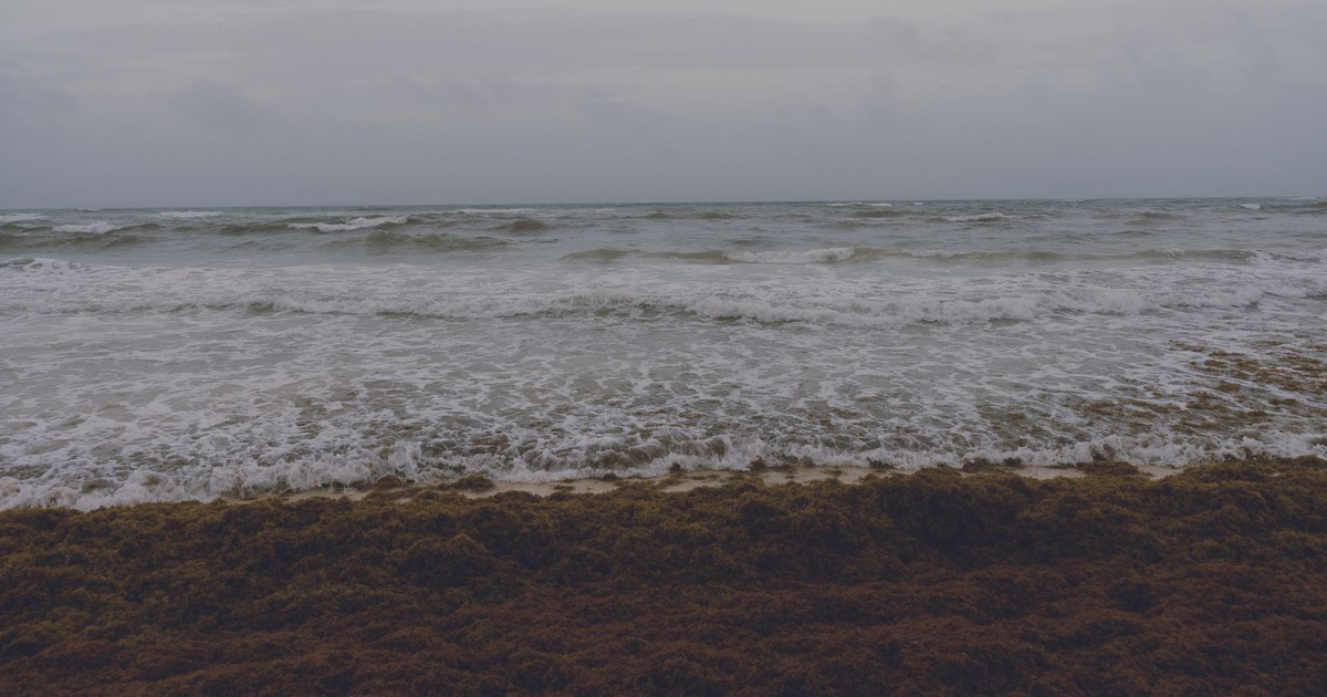 The Atlantic Brown Ribbon Is Breaking Records — and It’s More Dangerous Than You Think