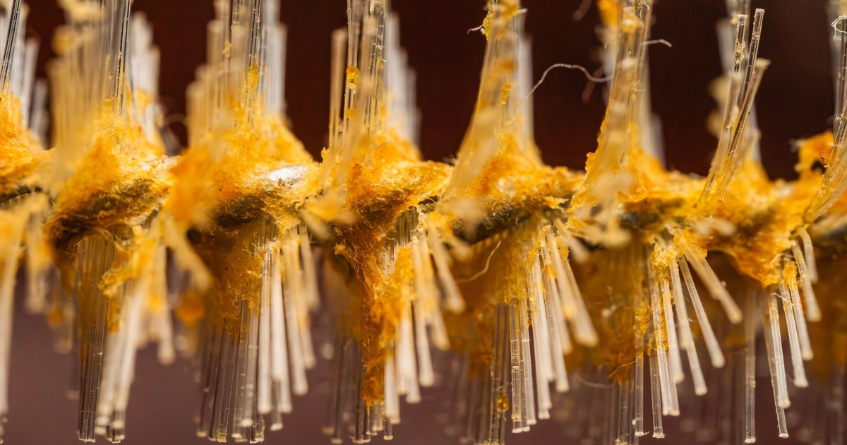 Detailed macro shot showcasing orange mold growth on fine brush filaments.