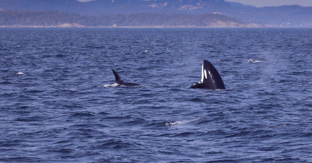 Something Is Happening With Orcas at Sea – the Attacks Are Spreading - Featured image