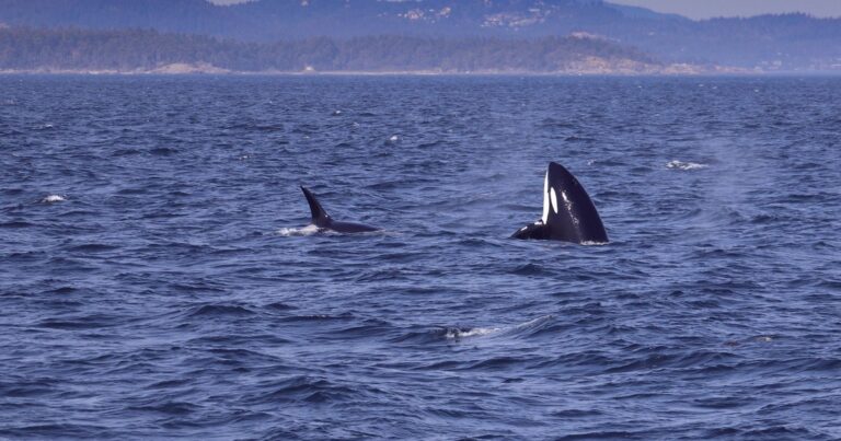 Something Is Happening With Orcas at Sea – the Attacks Are Spreading - Featured image