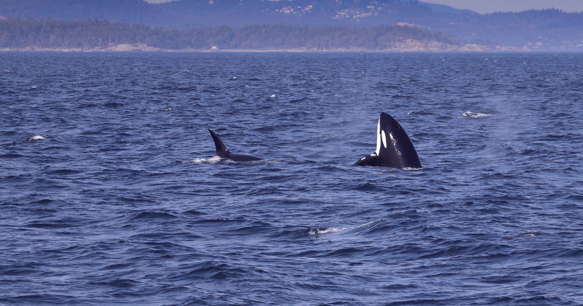 Something Is Happening With Orcas at Sea – the Attacks Are Spreading