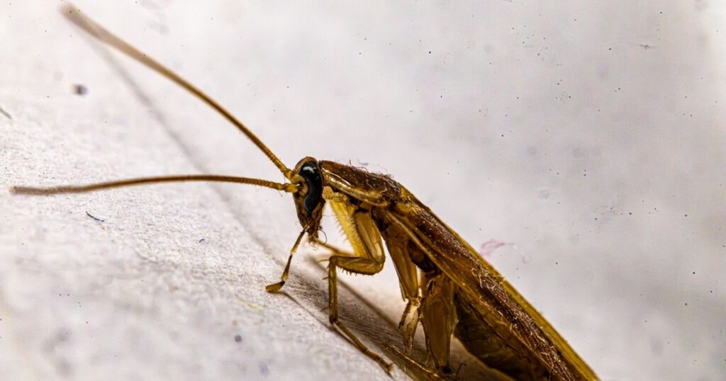 Why Crushing a Cockroach Can Be Worse Than Leaving It Alone - Featured image