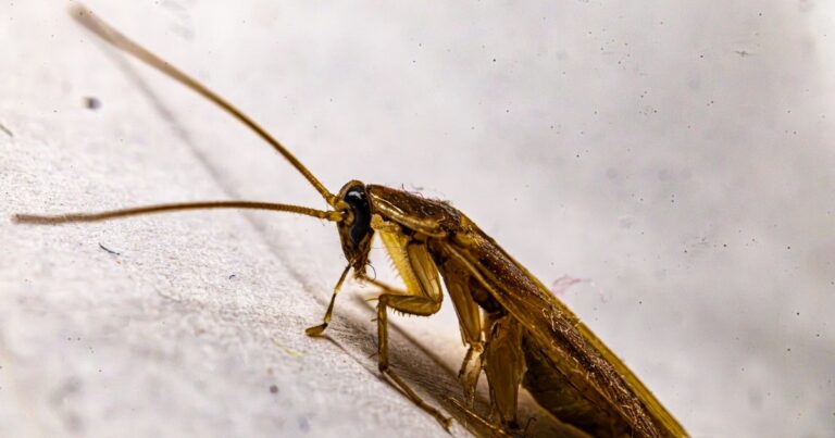 Why Crushing a Cockroach Can Be Worse Than Leaving It Alone - Featured image