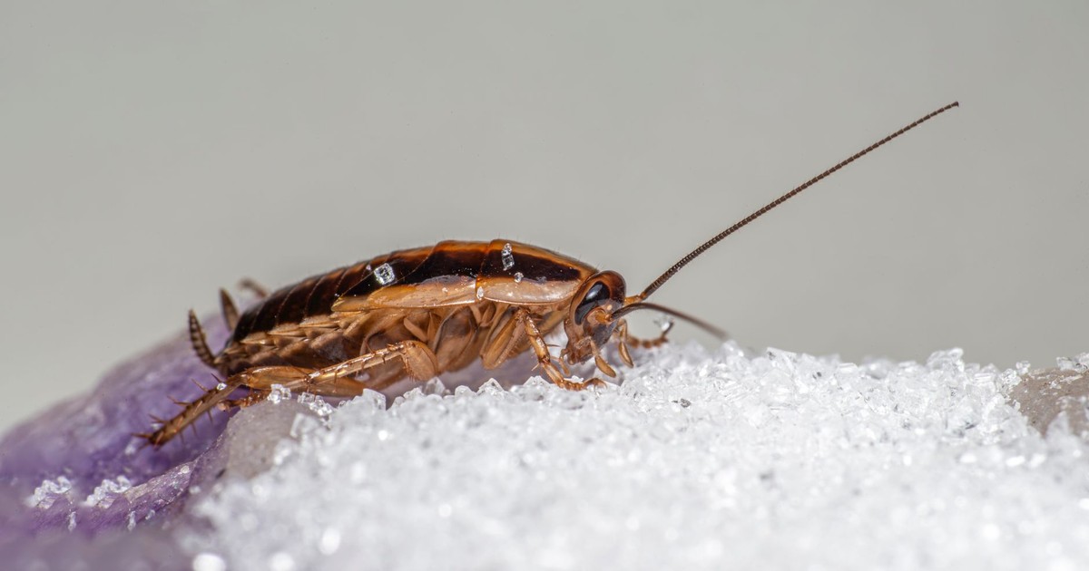 Macro shot of a German cockroach feeding on sugar crystals.