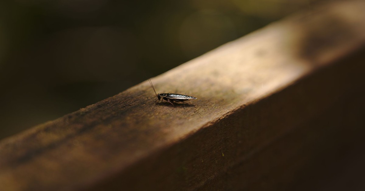 Close-up image of a cockroach on a wooden surface with a dark, moody background.
