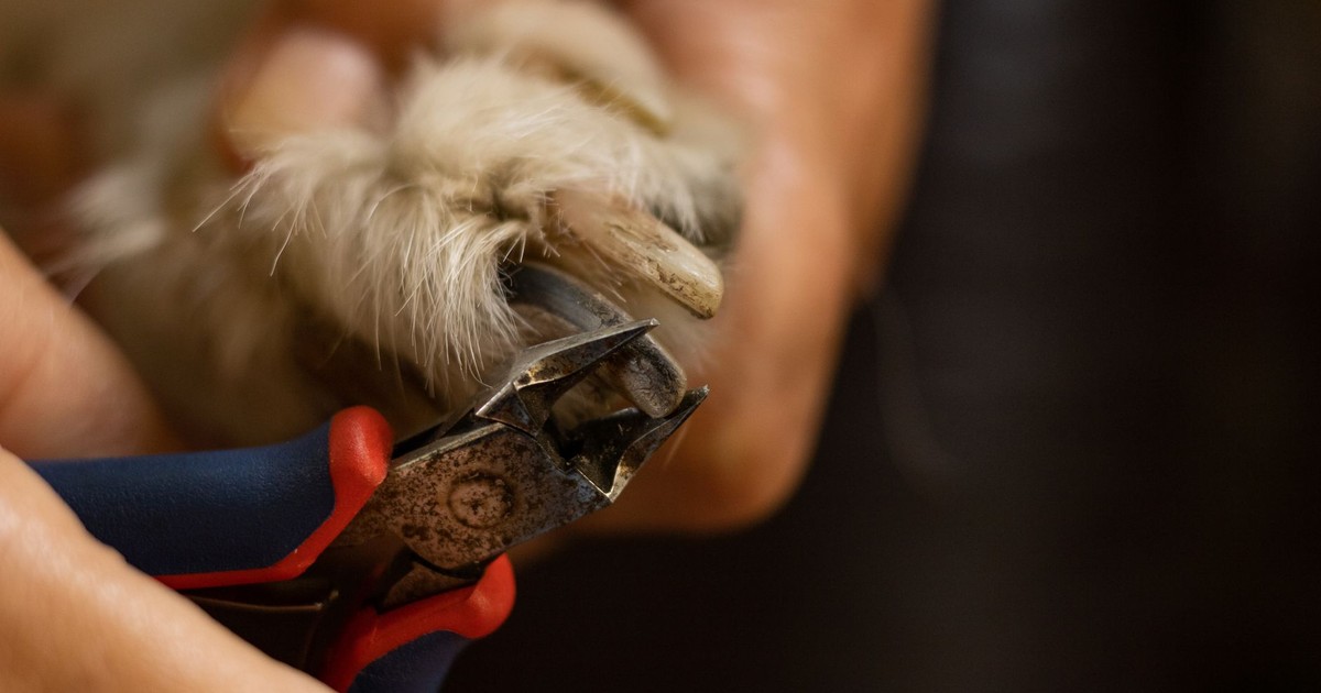 Detailed close-up of a dog's nail being trimmed with clippers.