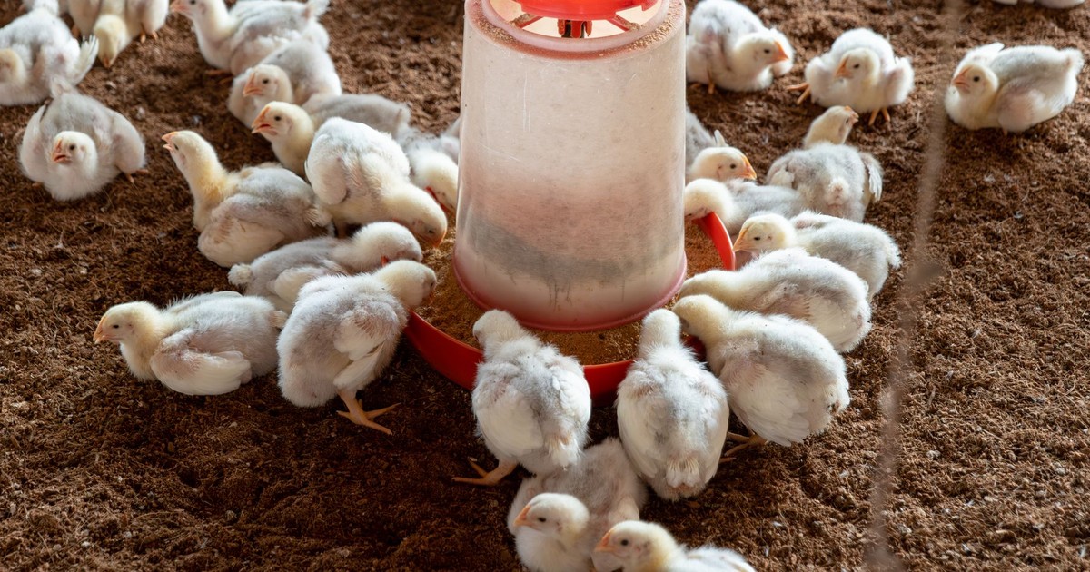 Broiler chickens gathered around a feeder on a poultry farm.