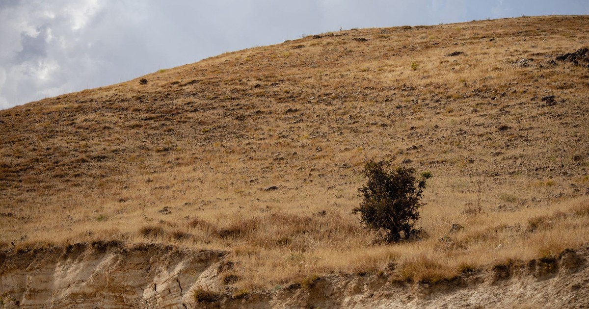Lone tree on a dry hillside under a cloudy sky in Elazığ, Türkiye, showcasing rugged natural beauty.