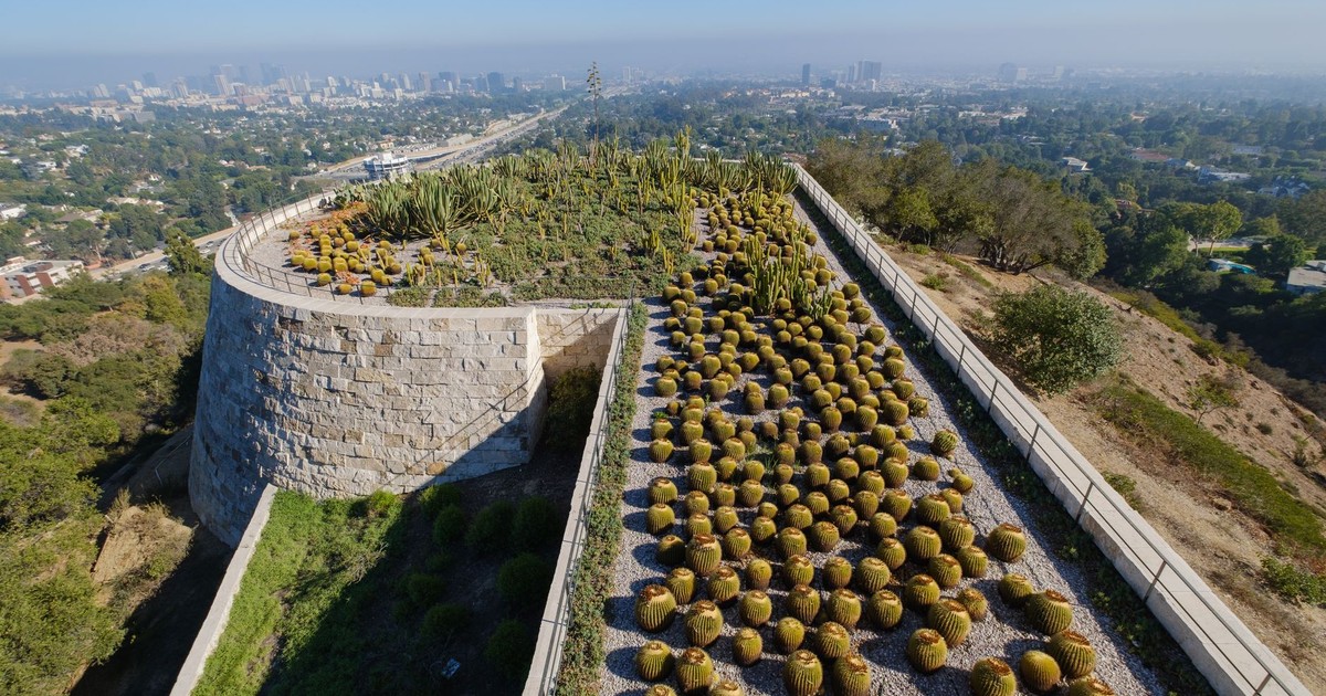 Cacti garden with urban skyline view, showcasing nature amidst city life.