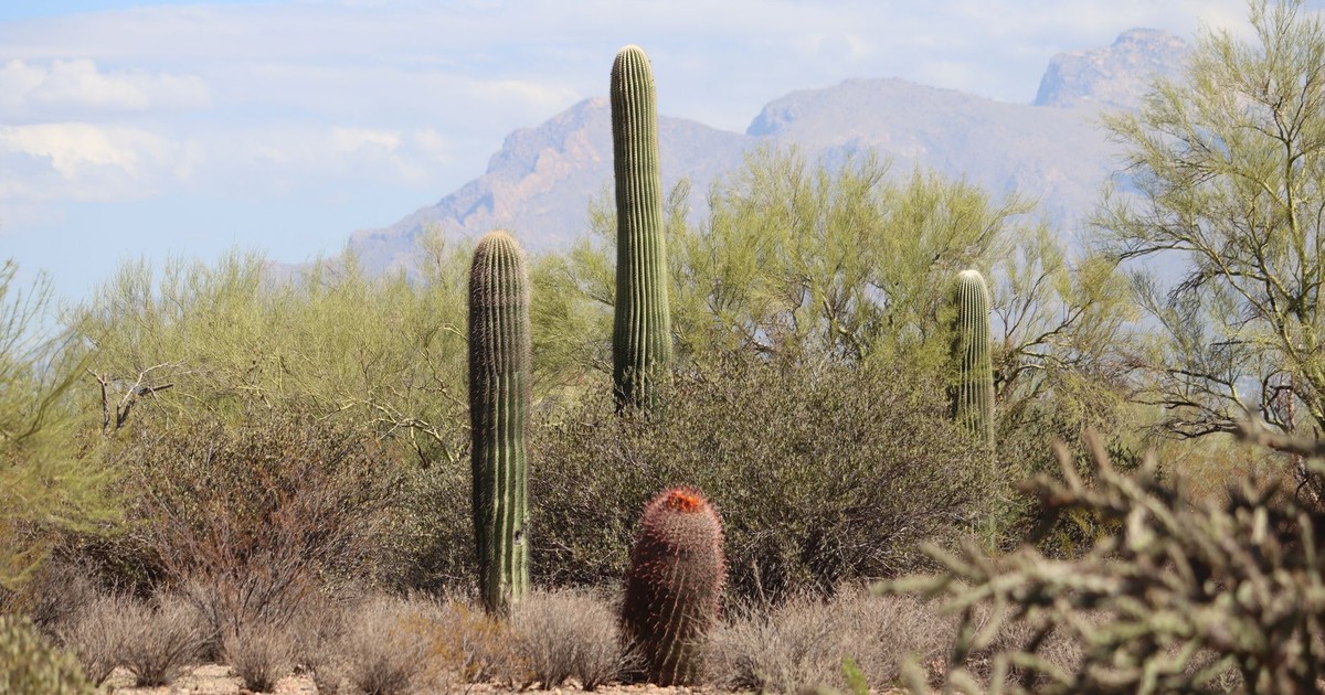 Beautiful saguaro cacti set against the Tucson, Arizona desert backdrop, showcasing natural beauty.