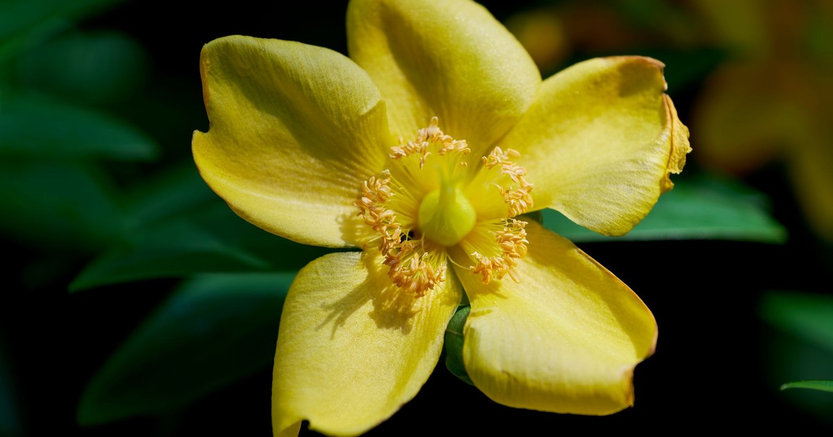 Close-up of a vibrant golden St. John's Wort flower in England, showcasing its delicate petals and intricate details.