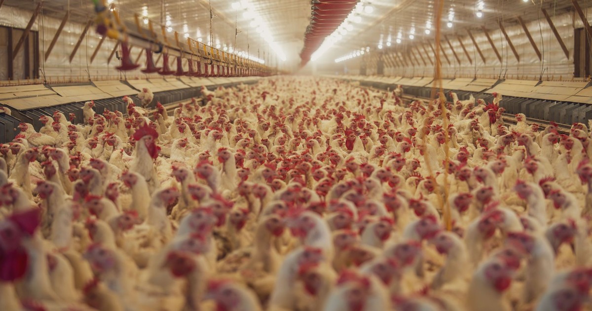 Extensive view of a poultry farm filled with numerous white chickens raised indoors.