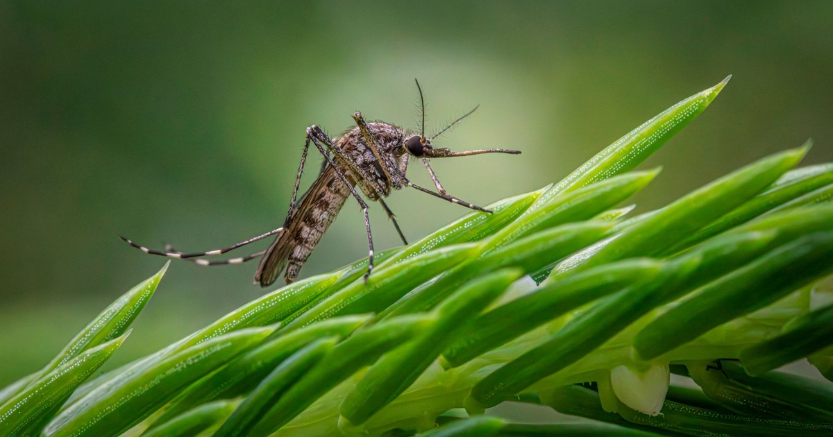 Detailed macro shot of a Southern Saltmarsh Mosquito perched on a green plant stem.