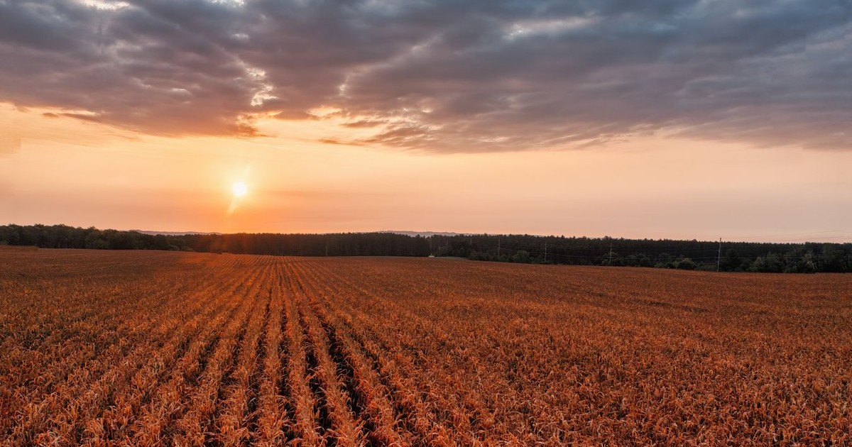 Sunset view of a cornfield in Pepin, Wisconsin, captures the rural landscape's beauty and serenity.