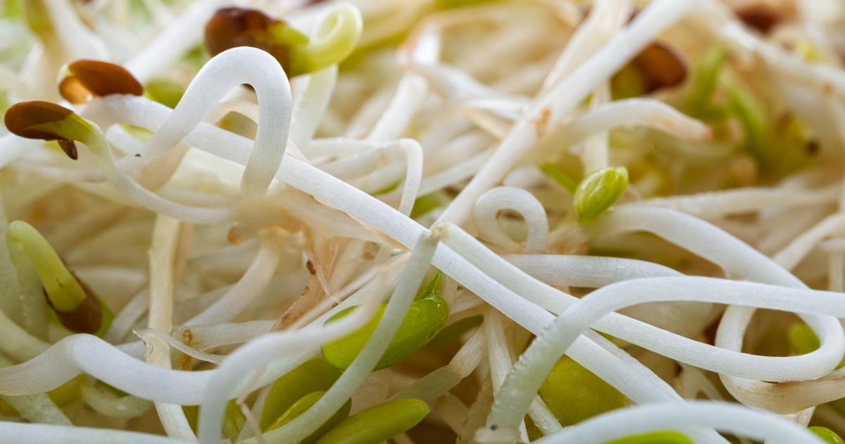 Close-up view of fresh, vibrant bean sprouts showcasing texture and detail.
