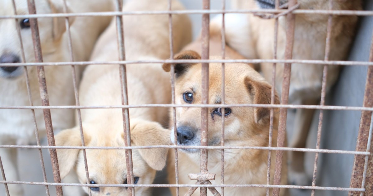 Adorable puppies peering through a rusty cage, longing for adoption.
